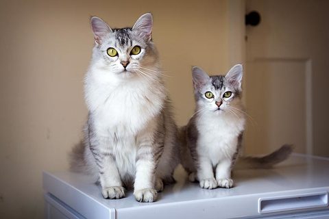 Farleigh_Wallop_Wedding_Photography_1403A