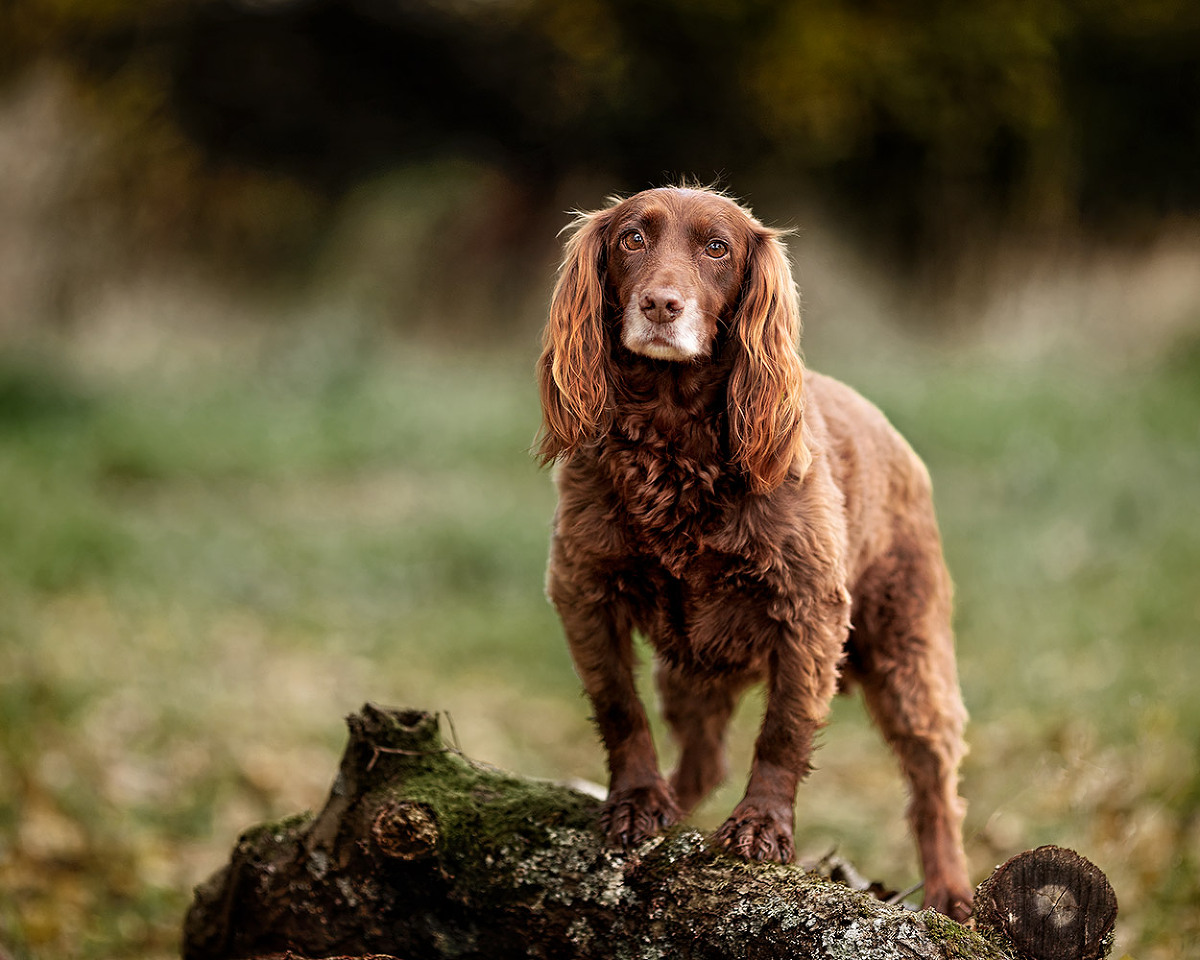 portrait by Basingstoke dog photographer