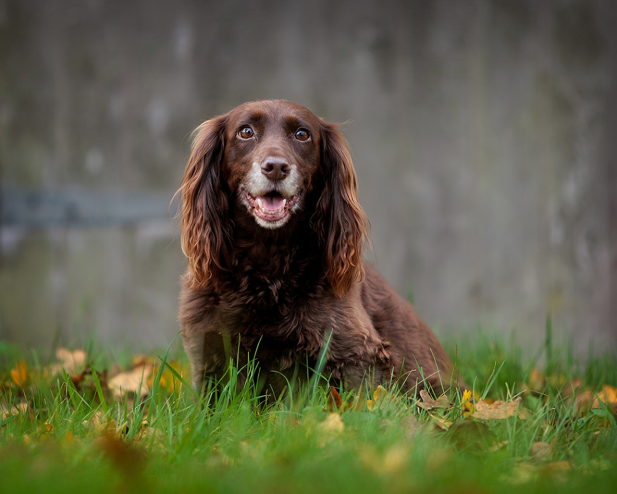 dog portrait by Basingstoke pet photographer