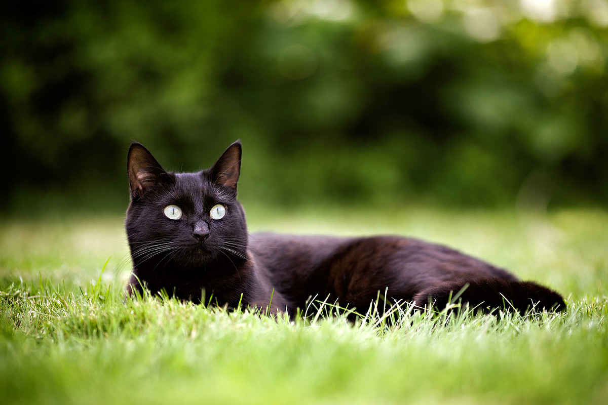 basingstoke pet photographer black cat in garden