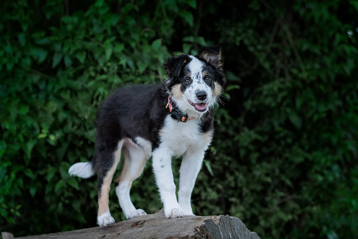 hampshire dog photographer puppy portrait