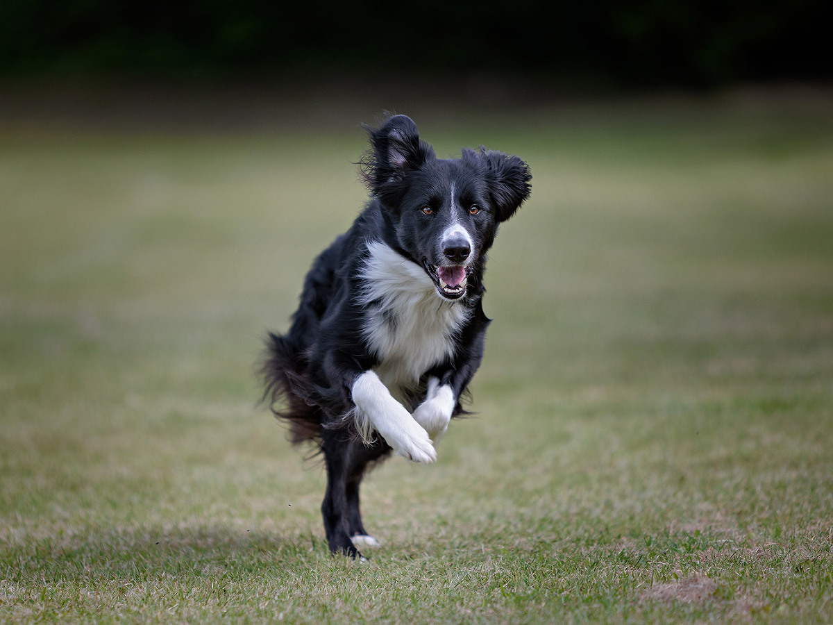 border collie running by hampshire dog photographer